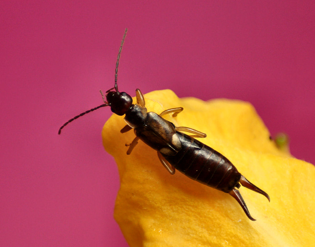 Forficula auricularia da Lesmo (MB)